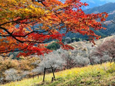 【藤岡市：桜山公園】家族で楽しむためのハイキング！7つのポイント